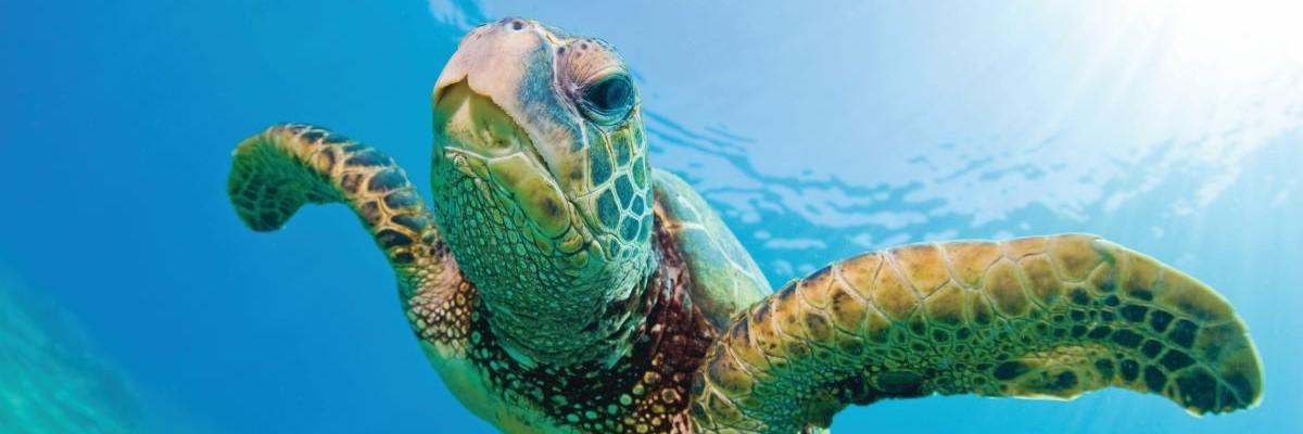 Enjoy a Solo Vacation of a Lifetime in Ecuador and the Galapagos